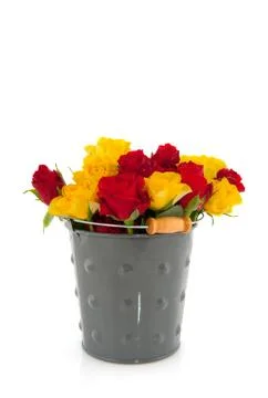 Bucket with roses Stock Photos