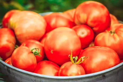 Bucket with vegetables on the grass Stock Photos
