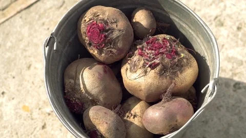 Bucket with young fresh beets on grey background 스톡 동영상 80301479