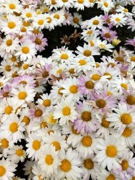 Buckets of Daisies Fotos Stock