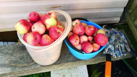 Buckets of ripe apples 스톡 동영상 283490015