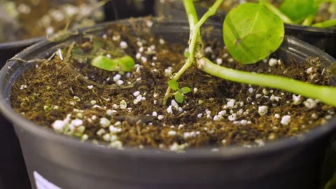 Buckets with soil in which potatoes are grown in greenhouses Stock Footage 147035941