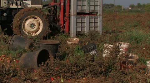 Buckets waiting to be filled with tomatoes Stock Footage 12732439
