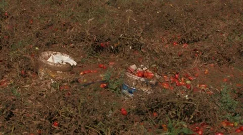 Buckets waiting to be filled with tomatoes Stock Footage 12733349
