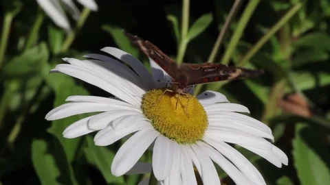 Buckeye Butterfly Stock Footage 81514822