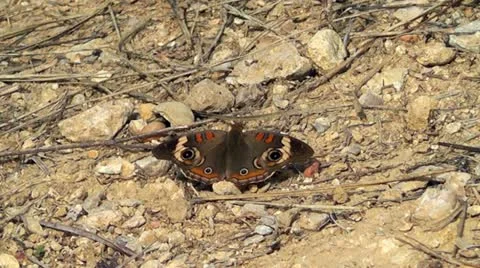Buckeye Butterfly II 스톡 동영상 12253843