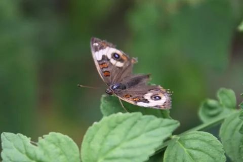 Buckeye butterfly Stock Photos
