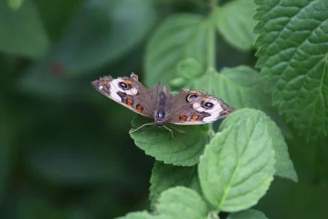 Buckeye butterfly Stock Photos