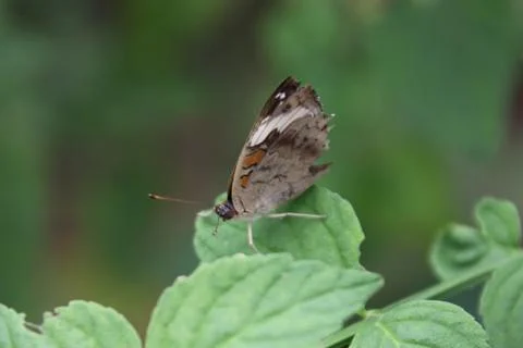 Buckeye butterfly Stock Photos