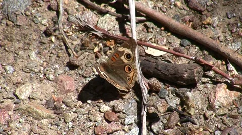 Buckeye butterfly resting on ground Video stock 47856881