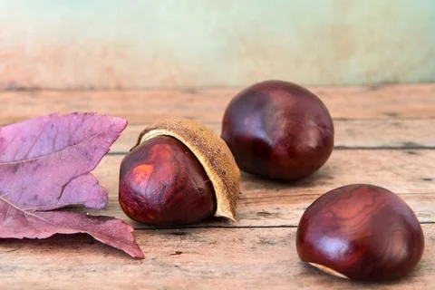 Buckeye Chestnut. shown the development from shell. Autumn or fall scene Stock Photos