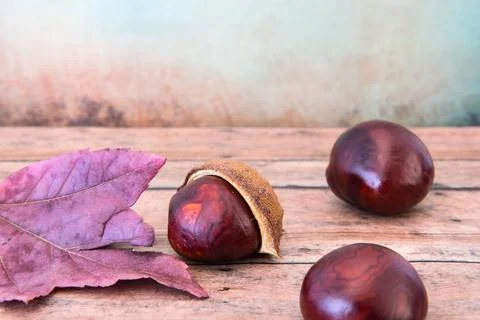 Buckeye Chestnut. shown the development from shell. Autumn or fall scene Stock Photos