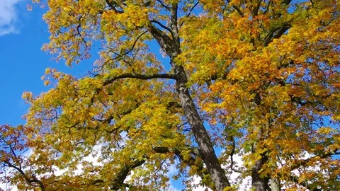Buckeye in fall Stock Footage 71003610