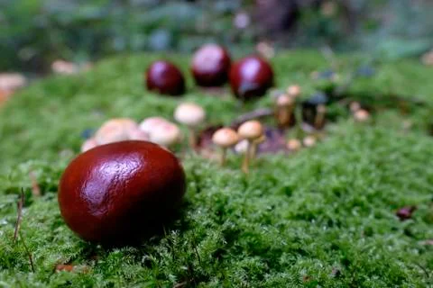 Buckeye - Seeds on moss Stock Photos
