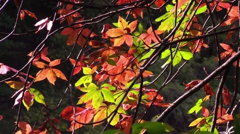 Buckeye tree in the fall nature Stock Footage 55377313