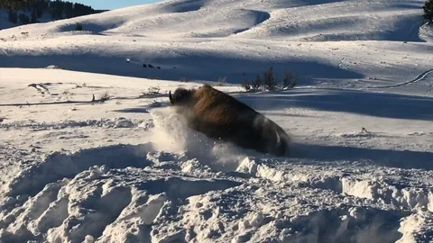 Bucking bison in deep snow - A bison jumping through deep snow Vídeo Stock 97683639