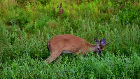 BuckinVelvet Stock Footage 245873221