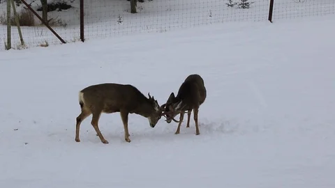 Bucks fighting and playing Stock Footage 127055441