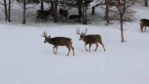 Bucks fighting Stock Footage 127054527