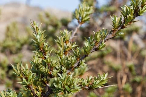 Buckthorn Stock Photos