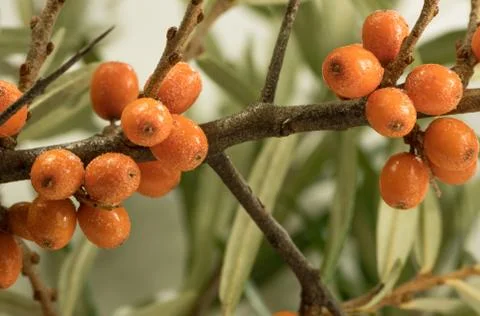Buckthorn Stock Photos