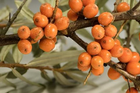 Buckthorn Stock Photos