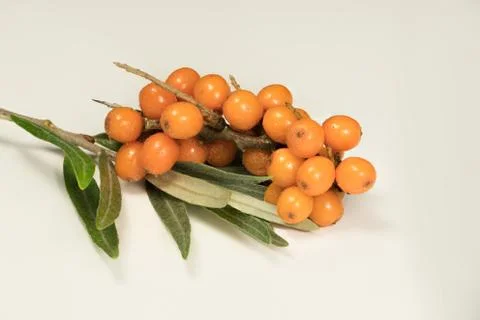 Buckthorn Stock Photos