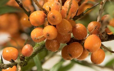 Bucktorn Stock Photos