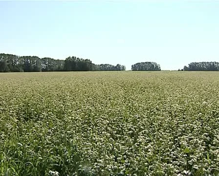 Buckwheat 2 動画素材 12439481