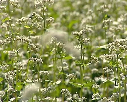 Buckwheat 3 動画素材 12439478