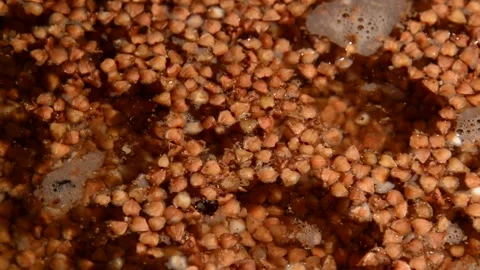 Buckwheat is being prepared Stock Footage 310814898