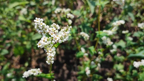 Buckwheat bloom. Small white buckwheat flowers on a green stem close-up Stock Footage 297658057