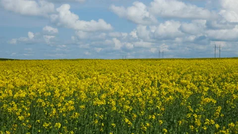 Buckwheat blossoms in Ukraine Stock Footage 202030238