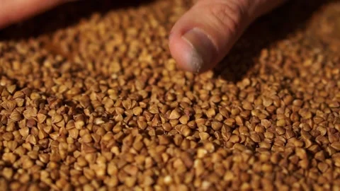 Buckwheat close-up.  Raw buckwheat. Healthy organic food diet concept 130 Stock Footage 150891725