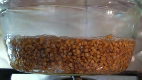 Buckwheat is cooked close-up. Cooking buckwheat. Buckwheat is cooked in a Stock Footage 284941439