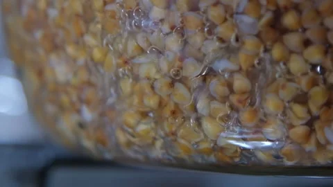 Buckwheat cooking process. Buckwheat is cooked in a transparent glass pan Stock Footage 307314148