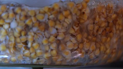 Buckwheat cooking process. Buckwheat is cooked in a transparent glass pan Stock Footage 312804096