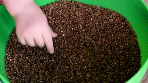 Buckwheat crumbles in the hands of a person Stock Footage 127496027