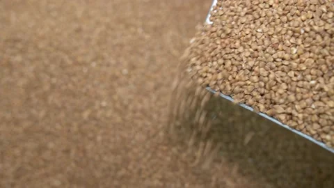 Buckwheat is an expensive cereal. Close-up of falling buckwheat Stock Footage 171374034