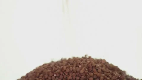 Buckwheat falls asleep screen on white background Stock Footage 176941237