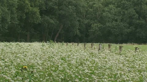 Buckwheat field 01i Stock Footage 10886905
