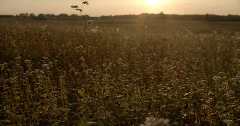 Buckwheat field in the back light, sunset, tracking shot 2 Stock Footage 115601946