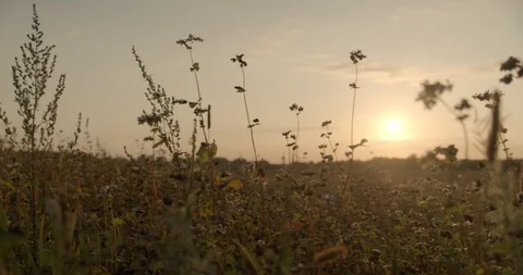 Buckwheat field in the back light, sunset, tracking shot 1 Vídeo Stock 115602313