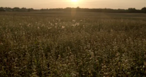 Buckwheat field in the back light, sunset, tracking shot 3 Stock Footage 115602882