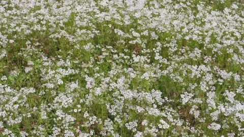 Buckwheat Field Blooming Vídeo Stock 332571309