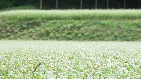 Buckwheat field Video stock 11898884