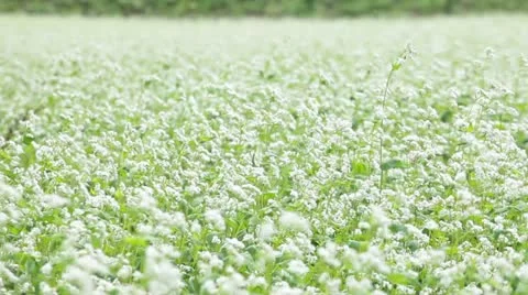 Buckwheat field Stock Footage 11898908
