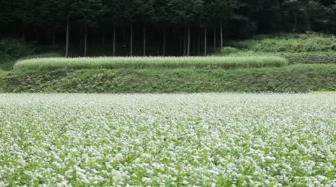 Buckwheat field Video stock 11899018