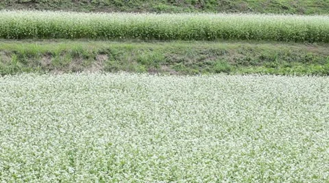 Buckwheat field Stock-Footage 11899081