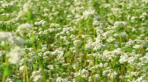 Buckwheat field. Stock Footage 11906968